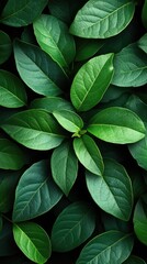 Lush green leaves densely packed, vibrant foliage close-up