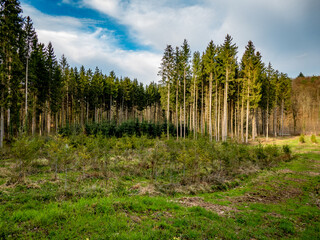 Wiederaufforstung im Mischwald im Frühjahr