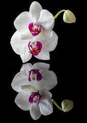 Fototapeta premium still life - white orchid with reflection 