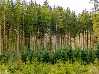 Fototapeta premium Wiederaufforstung im Mischwald im Frühjahr