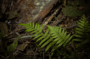 fern in the forest