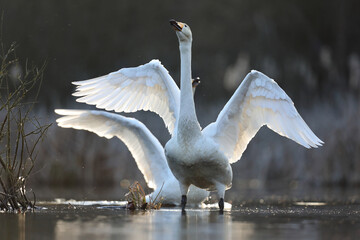Łabędź krzykliwy (Cygnus cygnus) © Bartosz Rakoczy