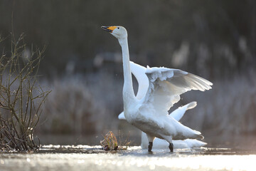 Łabędź krzykliwy (Cygnus cygnus) © Bartosz Rakoczy