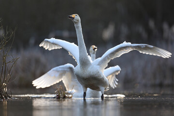 Łabędź krzykliwy (Cygnus cygnus) © Bartosz Rakoczy