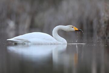 Łabędź krzykliwy (Cygnus cygnus) © Bartosz Rakoczy