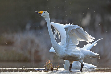 Łabędź krzykliwy (Cygnus cygnus) © Bartosz Rakoczy