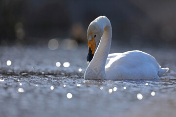 Łabędź krzykliwy (Cygnus cygnus) © Bartosz Rakoczy