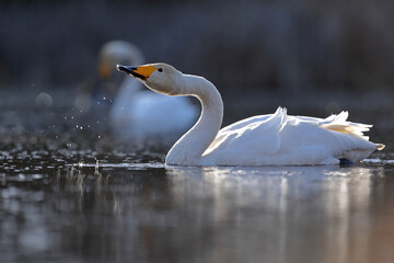 Łabędź krzykliwy (Cygnus cygnus) © Bartosz Rakoczy