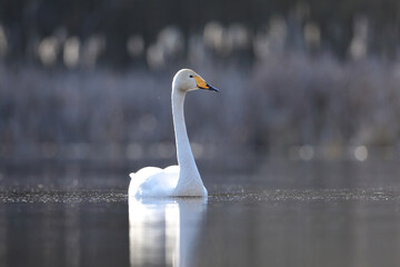 Łabędź krzykliwy (Cygnus cygnus) © Bartosz Rakoczy