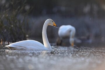 Łabędź krzykliwy (Cygnus cygnus) © Bartosz Rakoczy