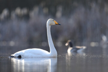 Łabędź krzykliwy (Cygnus cygnus) © Bartosz Rakoczy