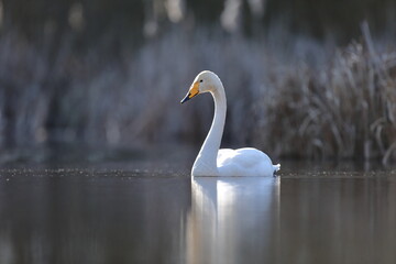 Łabędź krzykliwy (Cygnus cygnus) © Bartosz Rakoczy