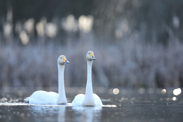 Łabędź krzykliwy (Cygnus cygnus) © Bartosz Rakoczy