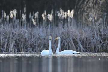 Łabędź krzykliwy (Cygnus cygnus) © Bartosz Rakoczy