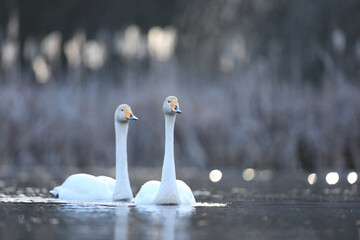 Łabędź krzykliwy (Cygnus cygnus) © Bartosz Rakoczy