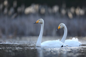 Łabędź krzykliwy (Cygnus cygnus) © Bartosz Rakoczy