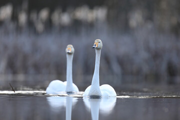 Łabędź krzykliwy (Cygnus cygnus) © Bartosz Rakoczy