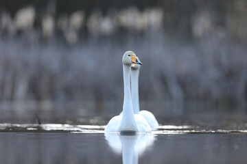 Łabędź krzykliwy (Cygnus cygnus) © Bartosz Rakoczy