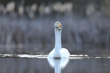 Łabędź krzykliwy (Cygnus cygnus) © Bartosz Rakoczy