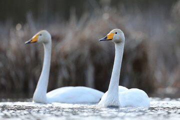 Łabędź krzykliwy (Cygnus cygnus) © Bartosz Rakoczy
