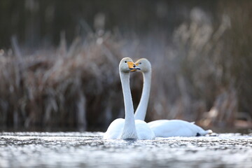 Łabędź krzykliwy (Cygnus cygnus) © Bartosz Rakoczy