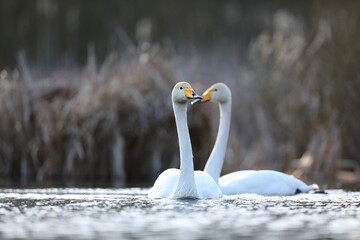 Łabędź krzykliwy (Cygnus cygnus) © Bartosz Rakoczy