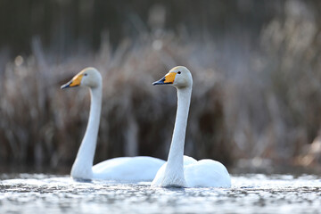 Łabędź krzykliwy (Cygnus cygnus) © Bartosz Rakoczy