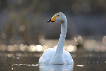 Łabędź krzykliwy (Cygnus cygnus) © Bartosz Rakoczy