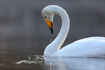 Łabędź krzykliwy (Cygnus cygnus) © Bartosz Rakoczy