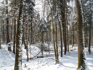 A beautiful mixed forest covered in snow during winter