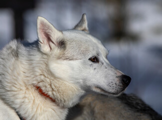 Obraz premium Siberian husky dog