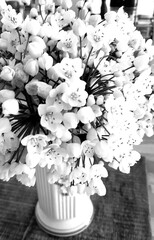 Bouquet de fleurs d'Ail de Naples