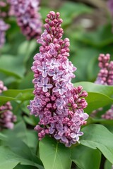 Obraz premium Close-up of purple flowers