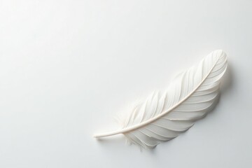 Obraz premium Crisp white feathers on pristine white surface, delicate, light, nature