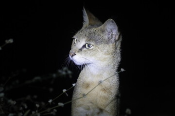 This rare and captivating image captures a Jungle Cat (wild cat) roaming stealthily through the undergrowth at night in Bhigwan, Maharashtra. Known for its sharp hearing, slender frame, and golden-bro