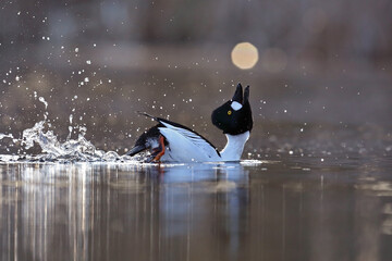Gągoł (Bucephala clangula), goldeneye © Bartosz Rakoczy