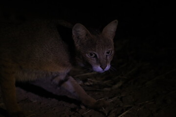 This rare and captivating image captures a Jungle Cat (wild cat) roaming stealthily through the undergrowth at night in Bhigwan, Maharashtra. Known for its sharp hearing, slender frame, and golden-bro