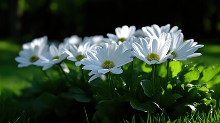 White daisies in sunlight