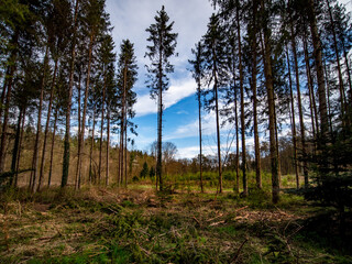 Wiederaufforstung im Mischwald im Frühjahr