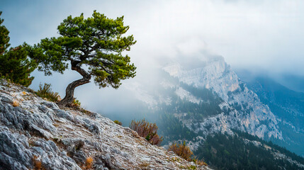 Lonely tree on rocky hill, strong tree against misty sky, alpine tree silhouette with cloudy background, dramatic survival tree on mountain edge. For inspiration, outdoors backgrounds, copy space.