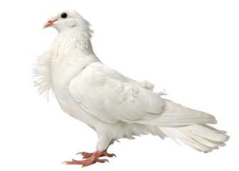 White jacobin pigeon standing isolated on transparent background.
