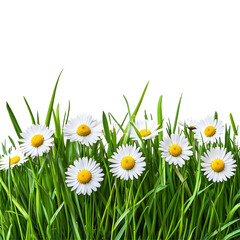 Beautiful White Daisies Blooming in Lush Green Grass