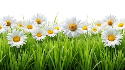 grass and flowers
