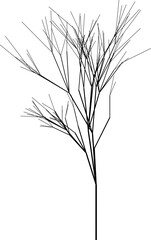 Fototapeta premium Black and white vector drawing of a structured tree crown with detailed dry branches.