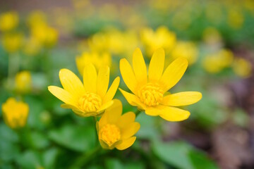 Spring chistyak on a background of green grass. Wildflowers.