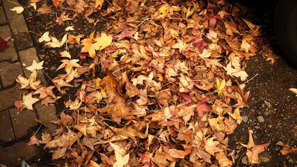 Fallen leaves