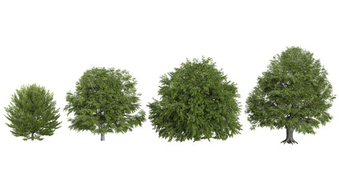 Fototapeta premium 3d illustration of Beech trees on transparent background