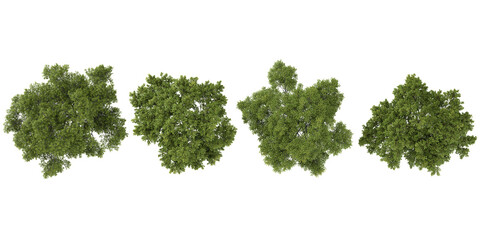 3d illustration of Jand trees on transparent background from top view