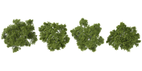 3d illustration of Jand trees on transparent background from top view