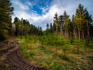 Wiederaufforstung im Mischwald im Frühjahr